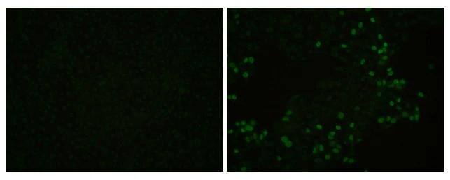 PRRSV Nucleocapsid Antibody - BSA Free