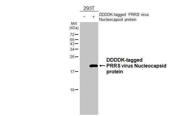 PRRSV Nucleocapsid Antibody - BSA Free
