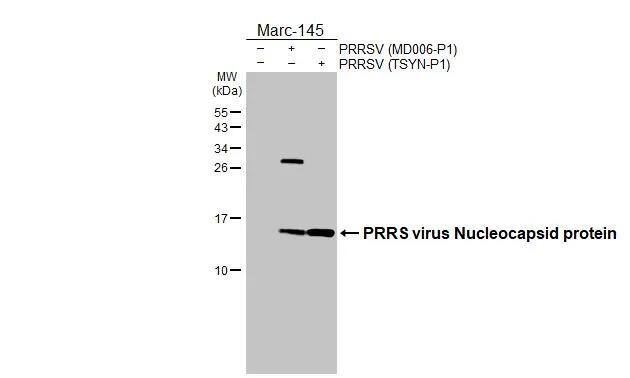 PRRSV Nucleocapsid Antibody - BSA Free