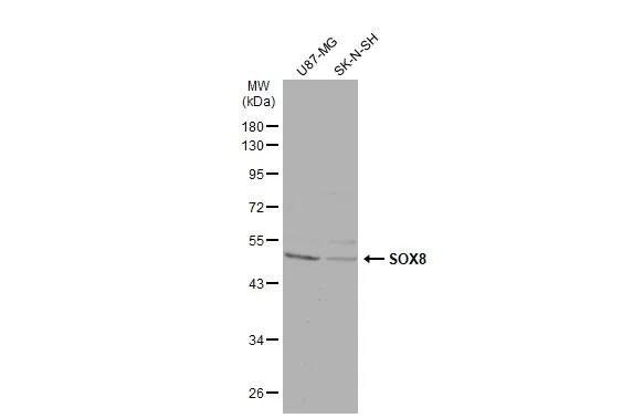 SOX8 Antibody
