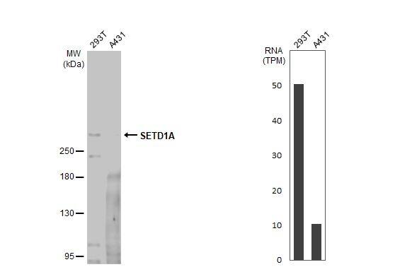 SETD1A Antibody