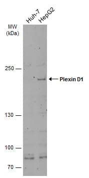 Plexin D1 Antibody - BSA Free