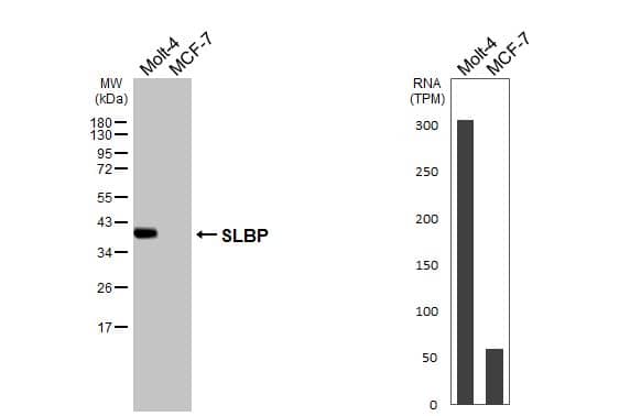 SLBP Antibody - BSA Free