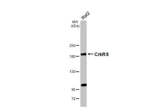 CrkRS Antibody - BSA Free