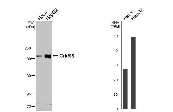 CrkRS Antibody - BSA Free