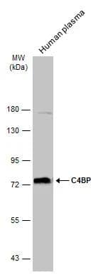 C4 binding protein A Antibody