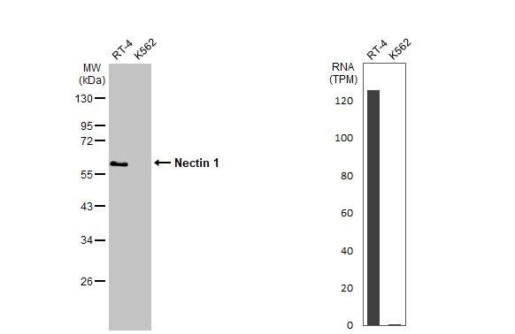 Nectin-1/PVRL1 Antibody