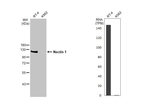 Nectin-1/PVRL1 Antibody - BSA Free