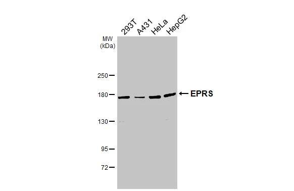 EPRS Antibody - BSA Free