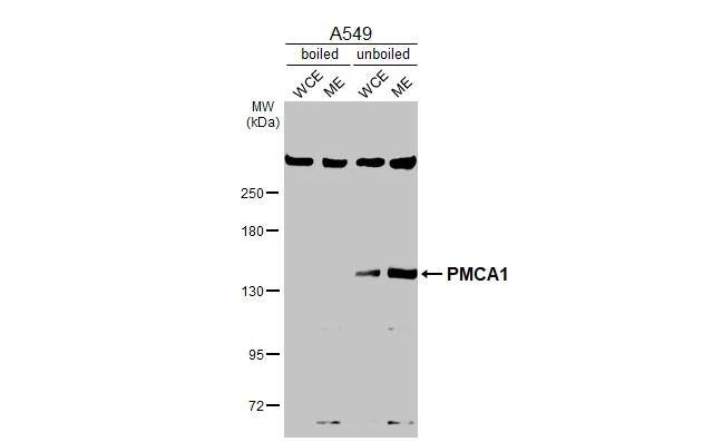 PMCA1 Antibody - BSA Free
