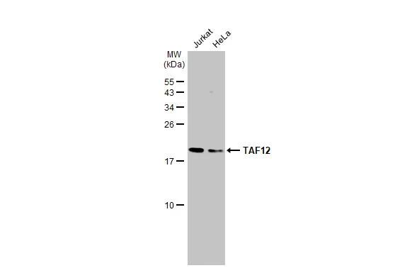 TAF12 Antibody