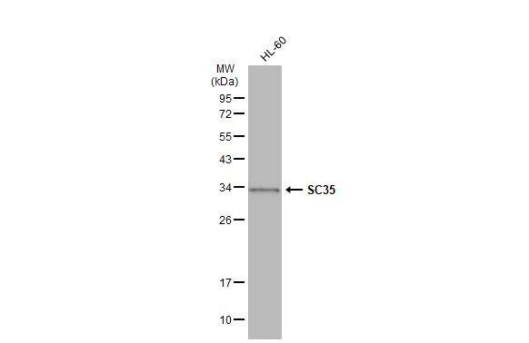 SC35 Antibody - BSA Free