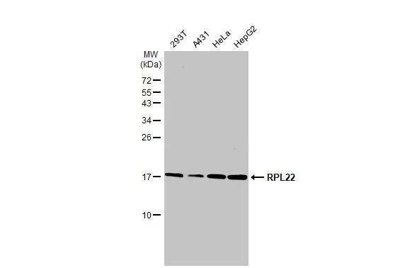 RPL22 Antibody