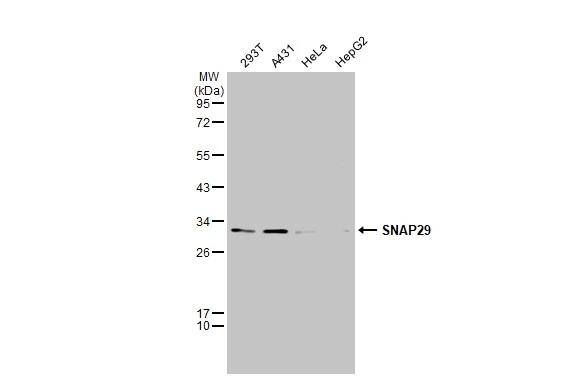 SNAP29 Antibody - BSA Free