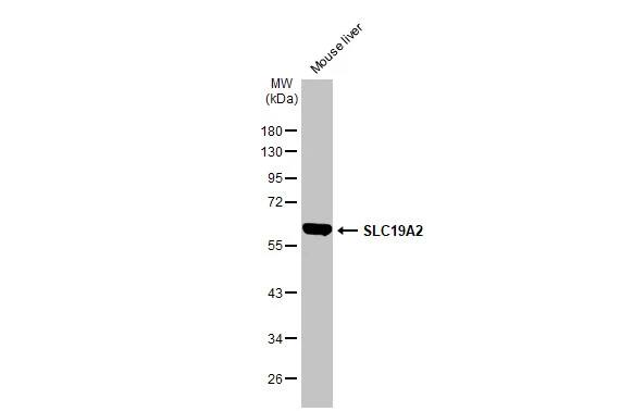 SLC19A2 Antibody