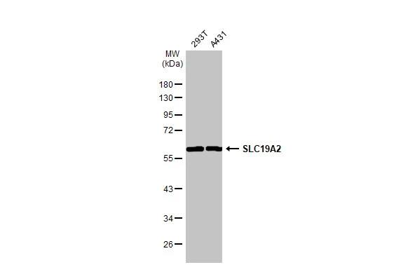 SLC19A2 Antibody