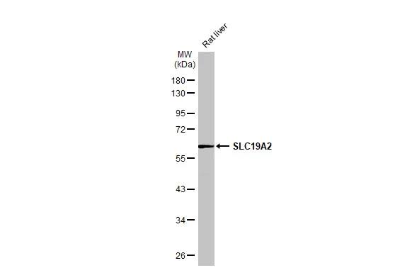 SLC19A2 Antibody