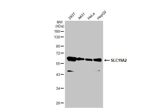 SLC19A2 Antibody