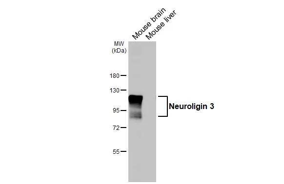 Neuroligin 3/NLGN3 Antibody - BSA Free