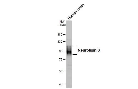 Neuroligin 3/NLGN3 Antibody - BSA Free