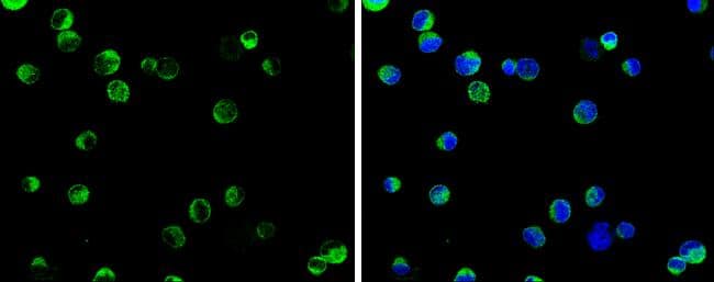 SELK Antibody - BSA Free