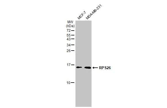 RPS26 Antibody - BSA Free