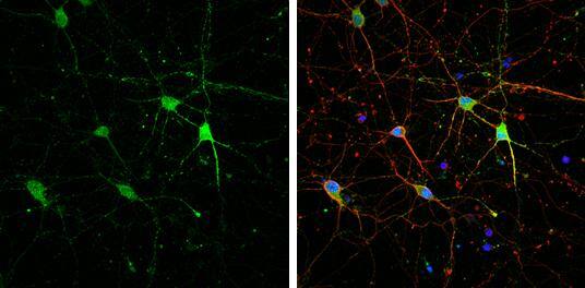 HCN1 Antibody - BSA Free