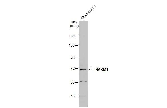 SARM1 Antibody - BSA Free