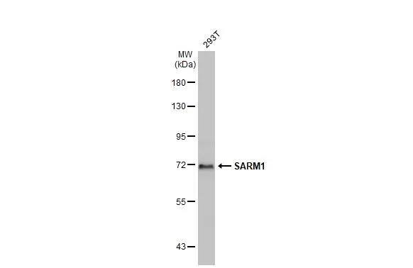 SARM1 Antibody - BSA Free