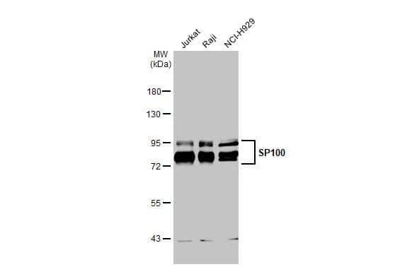 SP100 Antibody - BSA Free