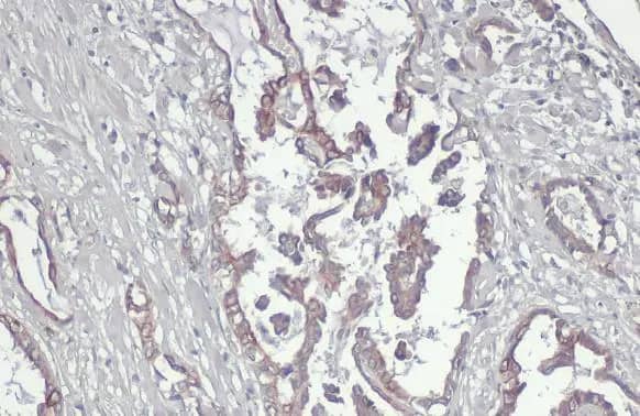 GPR39 Antibody