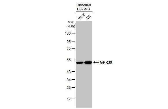 GPR39 Antibody - BSA Free