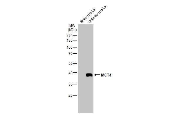SLC16A3 Antibody - BSA Free