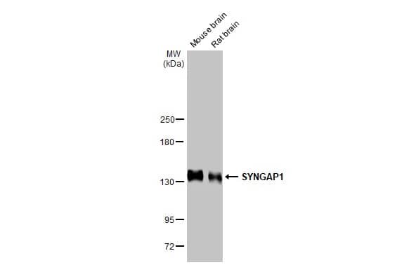 SynGAP Antibody