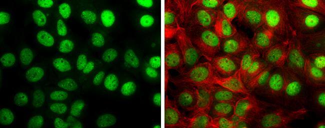 TIF1 gamma Antibody - BSA Free