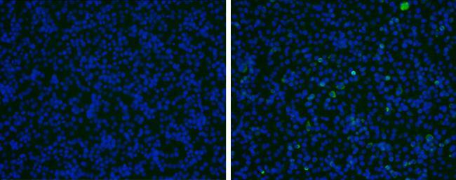 Japanese Encephalitis virus prM Antibody