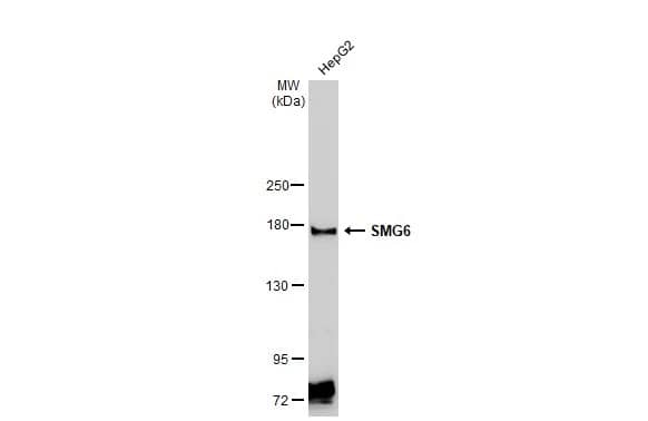 SMG6 Antibody