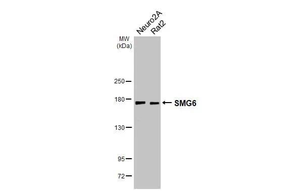SMG6 Antibody - BSA Free