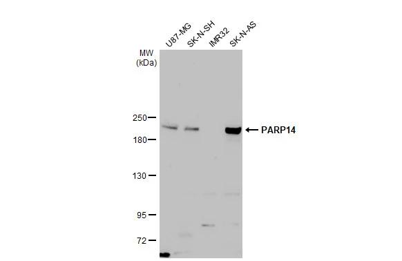 PARP14 Antibody - BSA Free