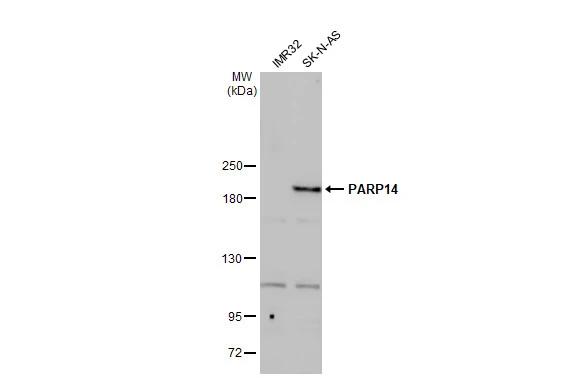 PARP14 Antibody - BSA Free
