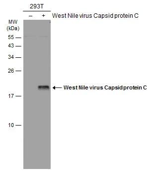 West Nile Virus C Protein Antibody