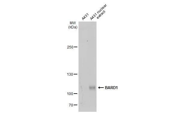 BARD1 Antibody