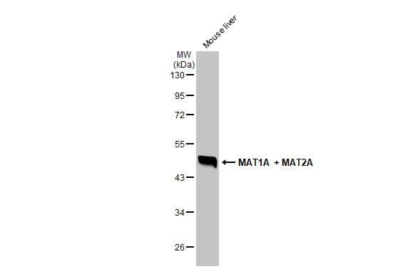 MAT1A Antibody - BSA Free