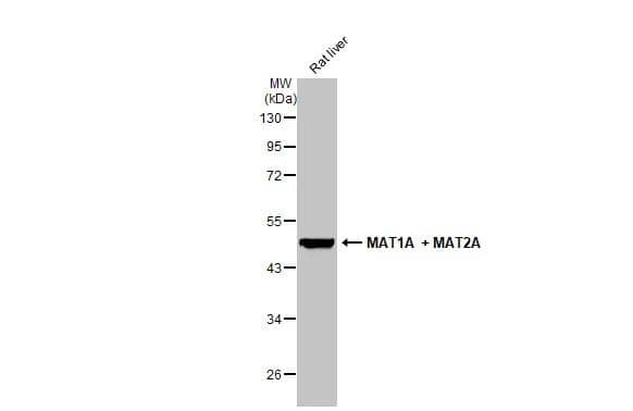 MAT1A Antibody - BSA Free