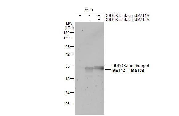MAT1A Antibody - BSA Free