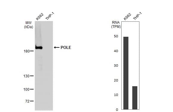 DNA Polymerase epsilon catalytic subunit A Antibody