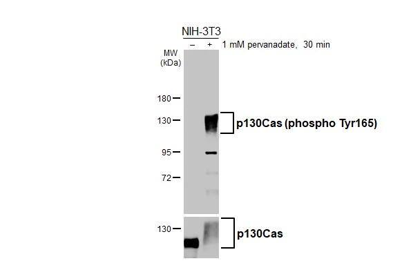 p130Cas/BCAR1 [p Tyr165] Antibody