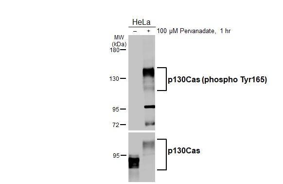p130Cas/BCAR1 [p Tyr165] Antibody
