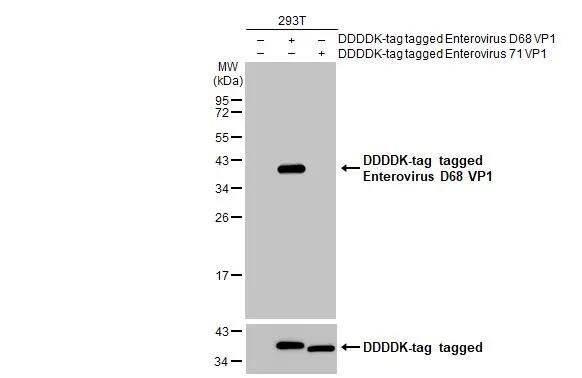 Enterovirus D68 VP1 Antibody