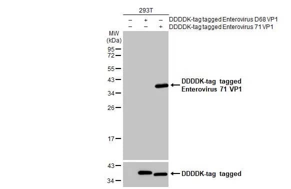 Enterovirus 71 VP1 Antibody